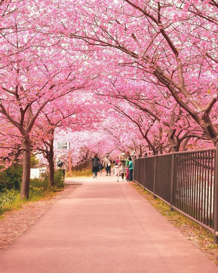 Experience the Cherry Blossoms at Yoshino (Before the Crowds Take Over)